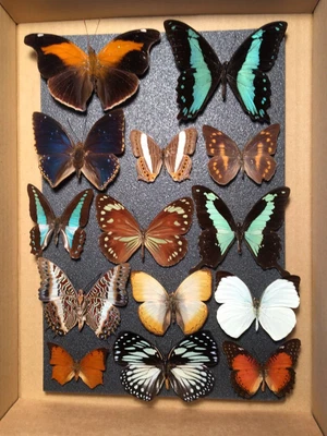 £30 • Buy Store Box F. 14 Butterflies And Moths Entomology Lepidoptera Art