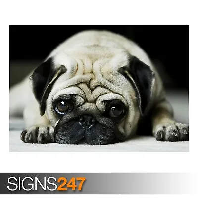 £1.10 • Buy PUG (3504) Animal Poster - Photo Picture Poster Print Art A0 A1 A2 A3 A4