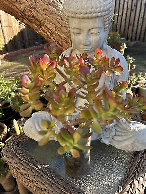 Red Jade Money Tree Crassula Ovata Pigmyweeds Plant (1) Fully Rooted Cutting • $29.99