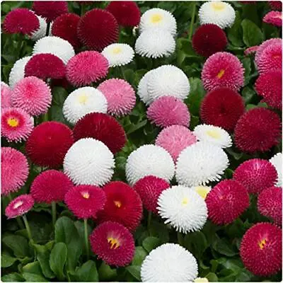 English Daisy Bellis Perennis Pomponette Mixed 450 Seeds+ FREE PLANT LABEL  • £0.99