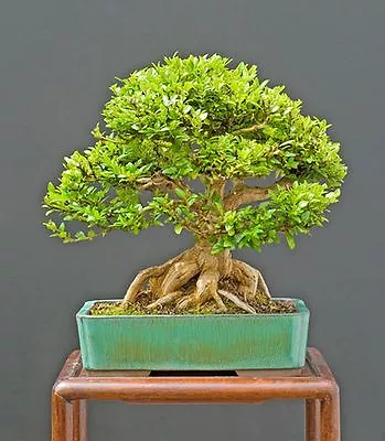 10 Lonicera Nitida Chinese Honeysuckle  Seeds Makes A Great Little Bonsai Tree • £2.99