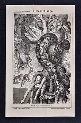 1875 Meyer Print Boa Constrictor Watching Monkeys Drinking Water - Amazon Snake • $18