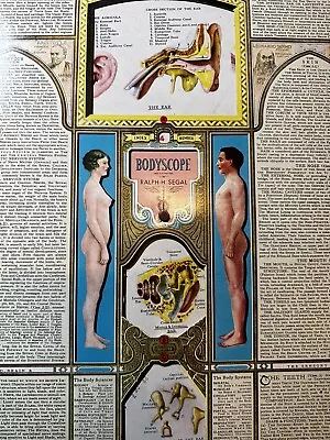 Vintage 2x Bodyscope By Ralph H. Segal Human Anatomy Medical Chart  ~ 1948 TWO • $175