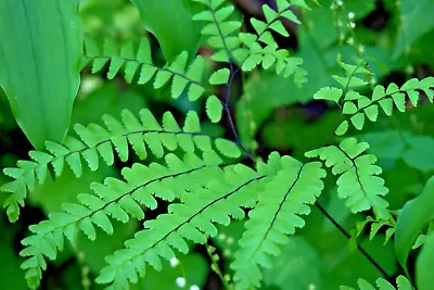 Northern Maidenhair Fern 1000 Spores (seeds*) Cold Hardy Adiantum Pedatum • $4.89