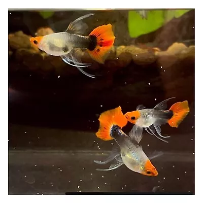 $25 • Buy 1 Pair Live Guppy Fish -Koi Black Short Ribbon - High Quality