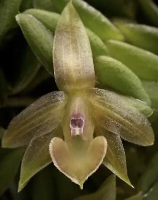 Neat Mexican Miniature Orchid - Epidendrum Schlechterianum • $30