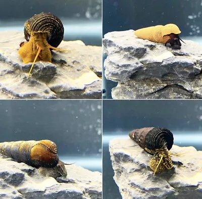 Rabbit Snails X4 Mix Pack (Tylomelania Sp.) - Elephant Snail • $29.99