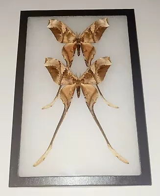 Saturnidae Copiopteryx Semiramis 2 Male Mounted Riker Framed Special Collection  • $99.99