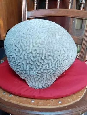 Vintage Brain Coral Decoration • $750