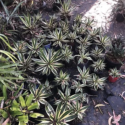 Agave Quadracolour X2 • $11