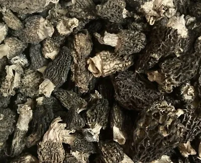 Dried Wild Conica Morel Mushrooms From Oregon Wild Crafted 2023 Crop • $30
