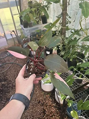 Philodendron Pink Princess Beautiful Variegated Aroid • $18