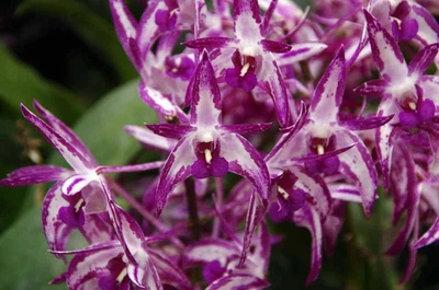 $9 • Buy Orchid -Dendrobium Classic X Australian Rhubarb Pie 'Knockout'