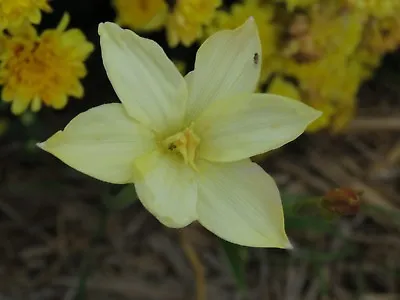 Rain Lily Zephyranthes Ivory Star 2 Bulbs NEW Habranthus • $18