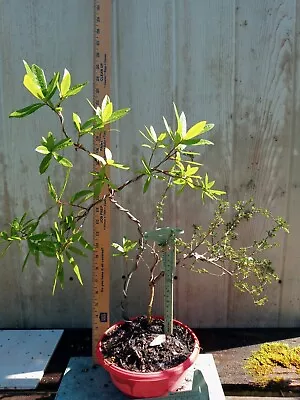 Serissa Pre-bonsai Pink Flower Wired With Bonus Wired Oak • $40