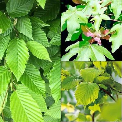 £66.99 • Buy Suttons Wildlife Mixed Hedging Acer Campestre Carpinus Betulus Hazel 3x 2L Pot