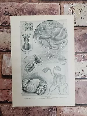 Antique 1900 Steampunk Octopus Squid Cuttlefish Book Print Picture Wall Art Gift • $9.33