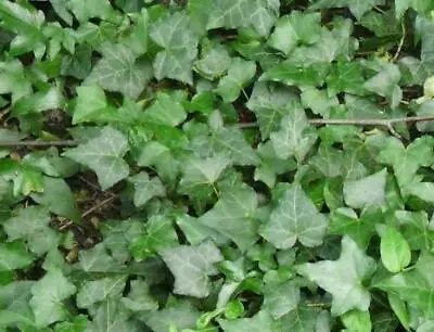 £5.95 • Buy Pack X6 Hedera (Trailing Ivy) Helix Green / Common Ivy Perennial Plug Plants