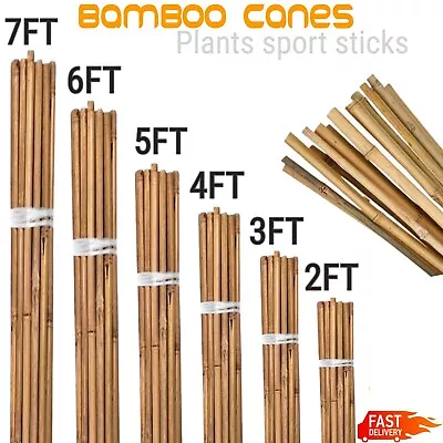 BAMBOO CANES GARDEN HEAVY DUTY STAKE PLANT SUPPORT POLE 2 3 4 5 6 Feet UK • £8.99