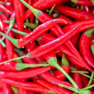 20+ Cayenne Red Pepper Seeds Giants Non-gmo Heirloom Vegetable Garden Spice Usa • $2.99