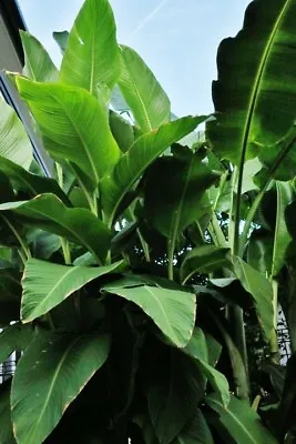 Canna Tuerckheimii 1plant • £7