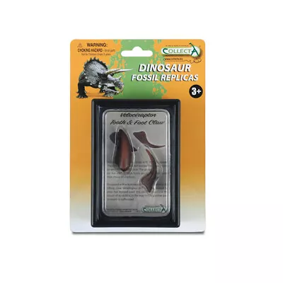 CollectA Tooth And Foot Claw Of Velociraptor Box Set • £9.99