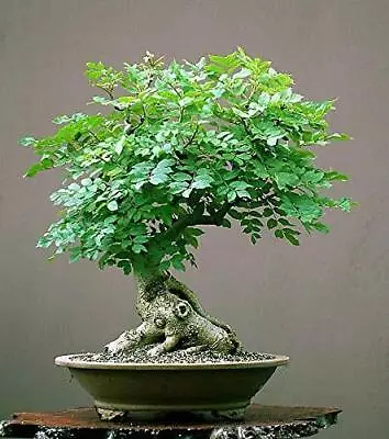 Tree Of Life Bonsai Seeds | 20+ Seeds | Grow A Moringa Tree Bonsai Highly Nutri • $11.96