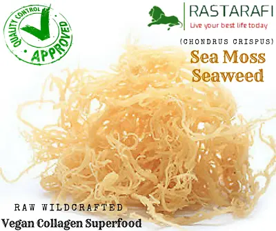 Rastarafi® Whole Leaf Irish Moss Sea Moss 2 Lbs | Raw WildCrafted Superfood • $44.95
