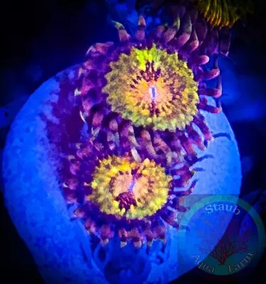 SAF~ Jason Fox Mohican Sun Zoas “WYSIWYG” Paly Zoa Live Coral Colony • $14.99