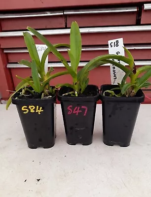 Sarcochilus  Orchids X 3 Plants • $25