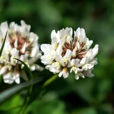 Shamrock White Clover Green Manure Seeds Wildflower GARDEN MANURE Flowers Garden • £5.99