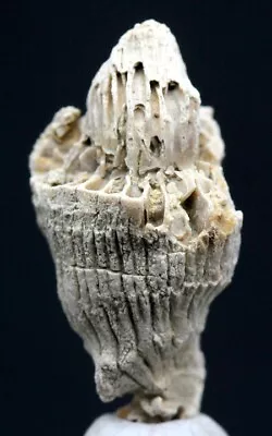 ANCIENT Fossil Horn Coral Reef Sea Life Mineral Specimen FINIS SHALE TEXAS • $9.59