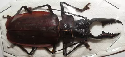 L CERAMBYCIDAE PRIONIINAE HUGE Macrodontia Crenata 91mm FROM PERU • $81