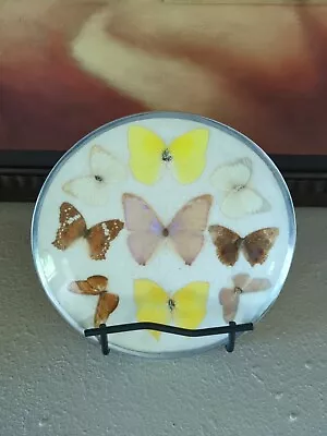 Vintage Wall Decor Pressed Butterfly Hanging Plate  • $25