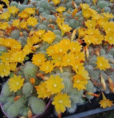REBUTIA PULVINOSA  Small Yellow Flowering Cactus Plant • $6