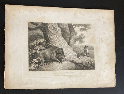 £9.99 • Buy Etching By Samuel Howitt FOX & BOAR 