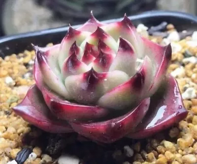 #SOLD OUT# Echeveria Blue Dragon  3cm Diameter Succulent • $9