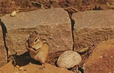 Chipmunk Nycechrome Greetings From Mifflinburg Pa • $6.99