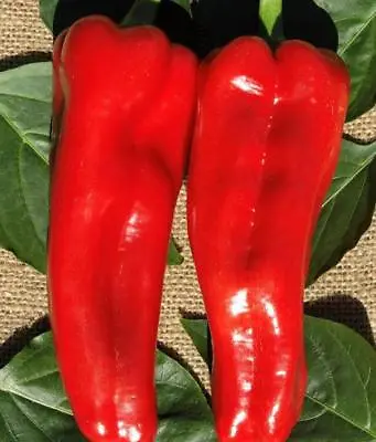 50 Pepper Seeds Red Marconi Hybrid Sweet Pepper Seeds • $4.75