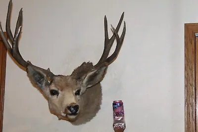 Replica Mule Deer Head Mount Taxidermy Antler Cape Whitetail Log Cabin Decor • $210