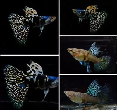 X2 FEMALE  - Live Aquarium Guppy Fish High Quality - Yellow King Cobra • $29.95