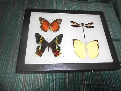 Real Framed Mounted  Butterflies Urania Ripheus Dragonfly In 6x8 Riker  #m17 • $35