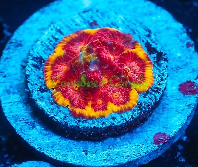 Cornbred's Fireball Favia - Frag - LIVE CORAL • $99.99