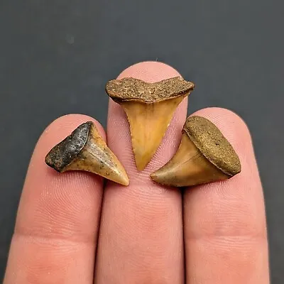 Three Gorgeous Orange Mako Shark Teeth From Rare North Florida Eocene • $21