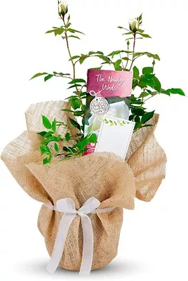 £27.99 • Buy Newly Weds Rose Bush - Wedding Gift For The Bride & Groom - Give A Living Gift