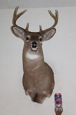 Whitetail Deer Head Shoulder Mount Taxidermy Cape Shed Antler Hunt Mule Rack • $250