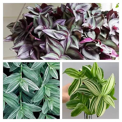 £2.75 • Buy Tradescantia-Wandering Jew-Spiderwort-Inch Plant-ROOTED Cutting In A Eco Pot