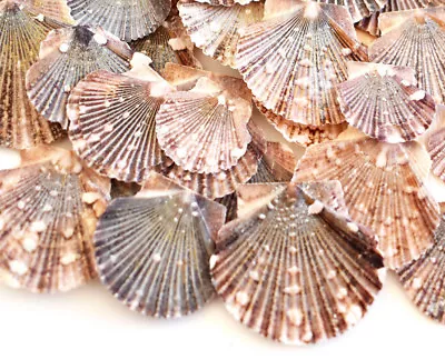 $8.09 • Buy 100 Baby Flat Scallops 1-1 1/2  Beach Wedding Crafts Nautical Decor Coastal Art