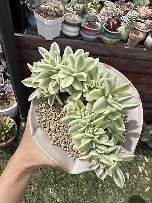 Fred Ives Crested Variegated Rare Succulent • $250