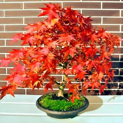 $6.89 • Buy *RED SUNSET* Japanese Maple (Acer Rubrum) Tree Seeds, Landscaping Or Bonsai